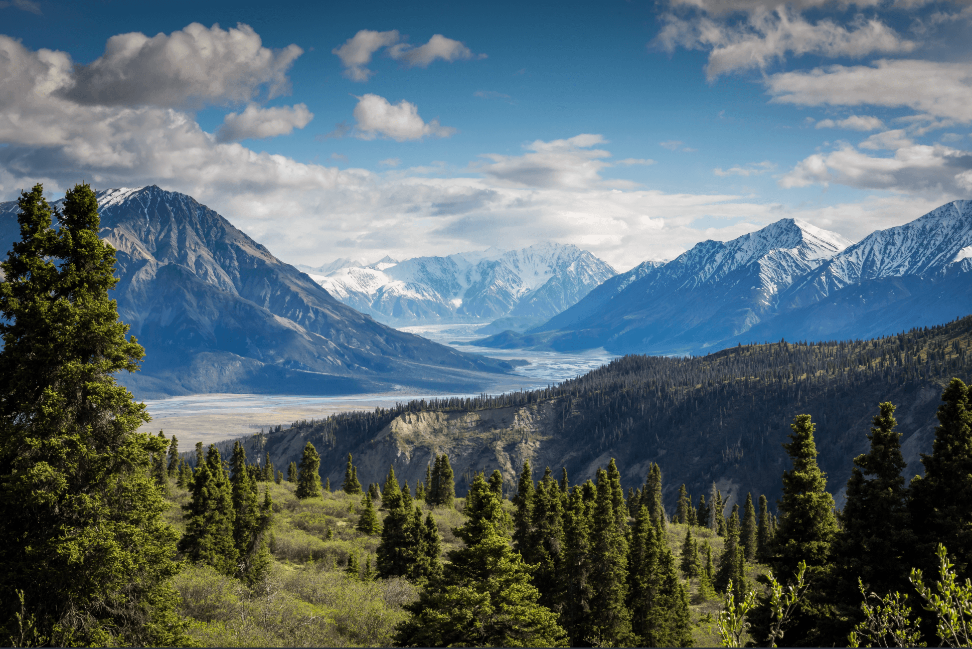 Forest and mountains background