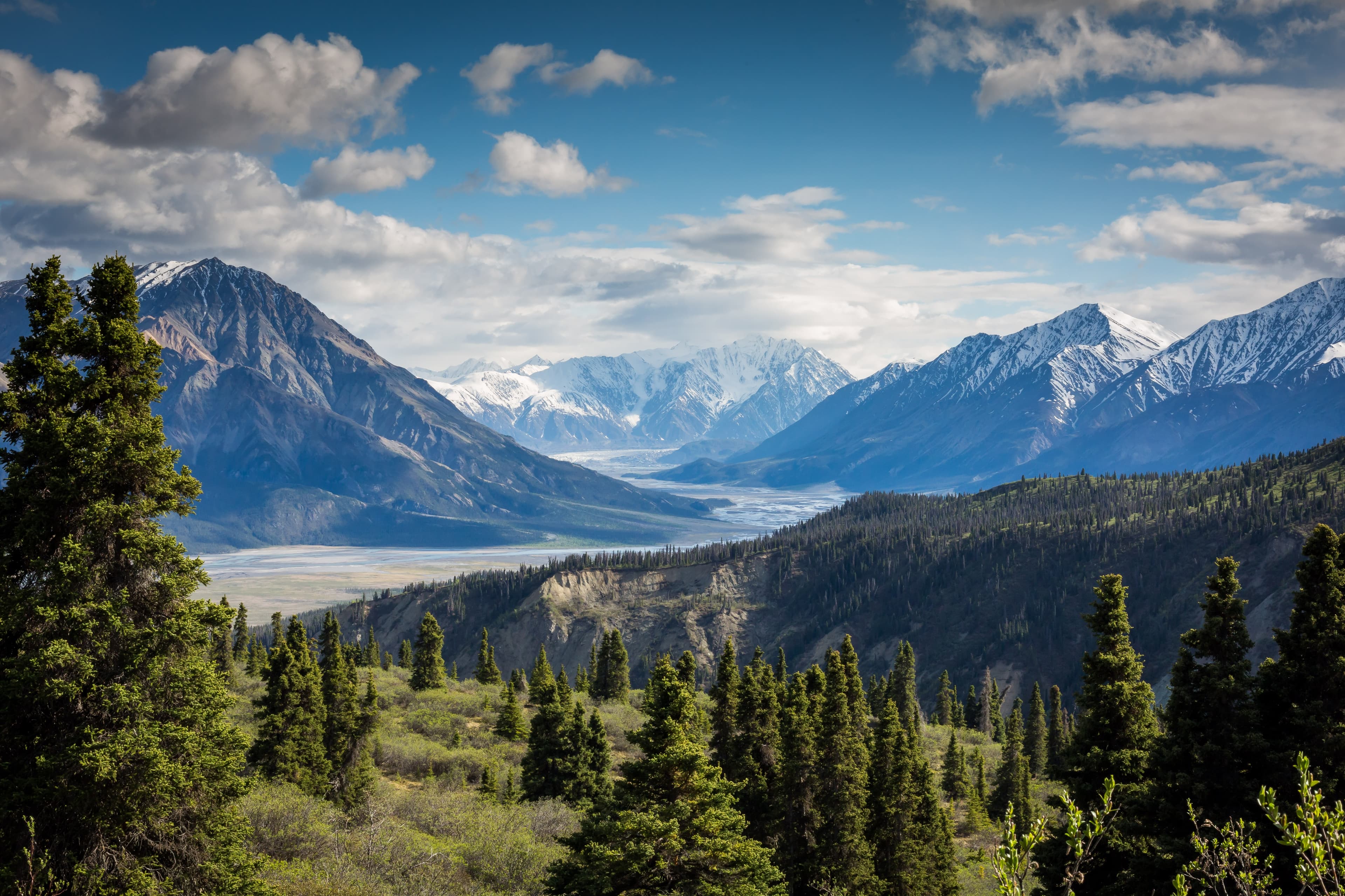 Forest and mountains background