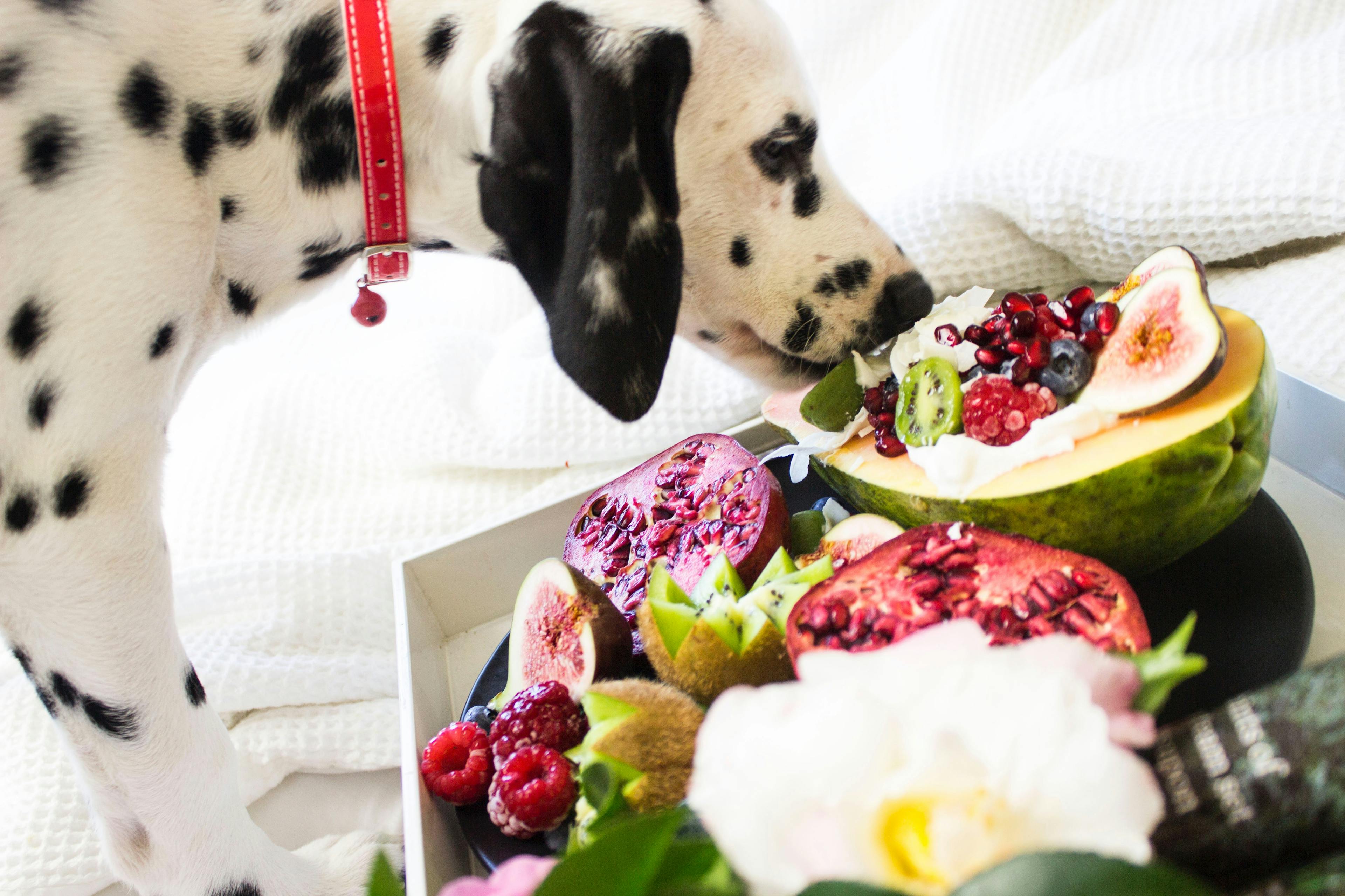 Dalmatian dog eating watermelon surrounded by other fruits and vegetables